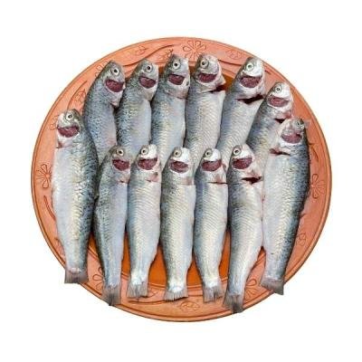 টাটকিনি মাছ